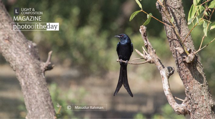 Beautiful Black Drango, by Masudur Rahman - Wildlife Photography, Black Drango, Photo of the Day, Photography Awards, Online Photography Courses