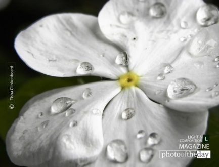 Sophistication, by Tisha Clinkenbeard - Close-up Photography, Photography Awards, Photo of the Day, Art Photography, Nature Photography
