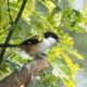 Long-tailed Shrike, by Masudur Rahman Long-tailed Shrike, by Masudur Rahman - Wildlife Photography, Bird Photography, Photo of the Day, Nature Photography, Long-tailed Shrike