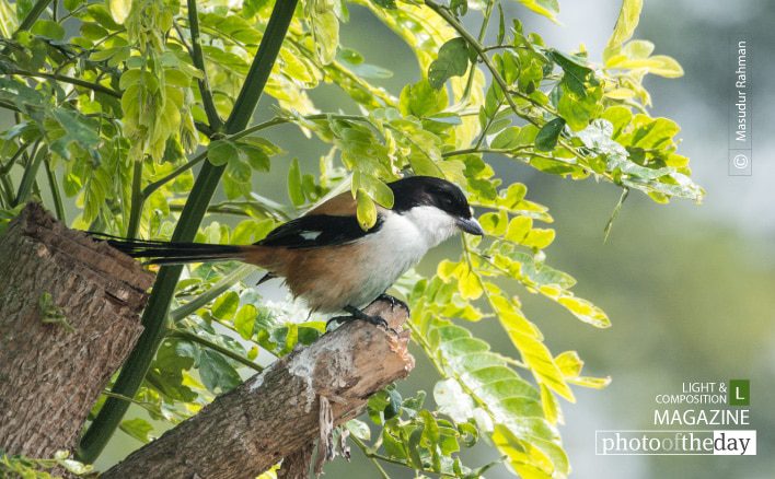 Wildlife Photography, Bird Photography, Photo of the Day, Nature Photography, Long-tailed Shrike - Long-tailed Shrike, by Masudur Rahman Long-tailed Shrike, by Masudur Rahman - Wildlife Photography, Bird Photography, Photo of the Day, Nature Photography, Long-tailed Shrike