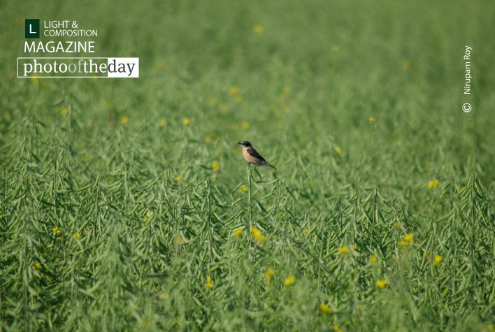 Alone, by Nirupam Roy Alone, by Nirupam Roy - Wildlife Photography, Photo of the Day, Photography Award, Art Photography, Online Photography Courses