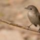The Taiga Flycatcher, by Masudur Rahman The Taiga Flycatcher, by Masudur Rahman - Wildlife Photography, Photo of the Day, Photography Awards, Bird Photography, Nature Photography