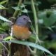 The White-rumped Shama, by Tareq Uddin Ahmed The White-rumped Shama, by Tareq Uddin Ahmed - Wildlife Photography, Photo of the Day, Photography Awards, Bird Photography, Nature Photography