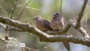 Wildlife Photography, Nature Photography, Photography Awards, Photo of the Day, Bird Photography – Made for Each Other, by Masudur Rahman Made for Each Other, by Masudur Rahman - Wildlife Photography, Nature Photography, Photography Awards, Photo of the Day, Bird Photography