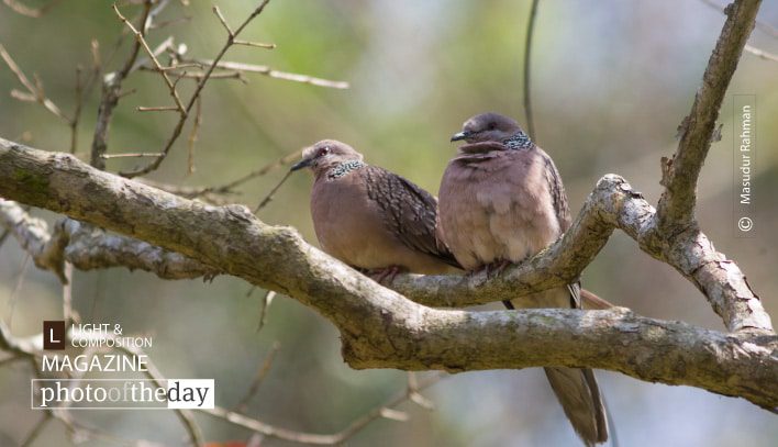 Made for Each Other, by Masudur Rahman - Wildlife Photography, Nature Photography, Photography Awards, Photo of the Day, Bird Photography