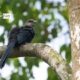 The Green-billed Malkoha, by Masudur Rahman The Green-billed Malkoha, by Masudur Rahman - Wildlife Photography, Bird Photography, Photo of the Day, Photography Awards, Masudur Rahman