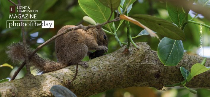 Irrawaddy Squirrel, by Masudur Rahman - Wildlife Photography, Photography Awards, Photo of the Day, Irrawaddy Squirrel, Nature Photography