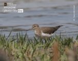 Wildlife Photography, Photo of the Day, Photography Awards, Common Sandpiper, Nature Photography – Common Sandpiper, by Tareq Uddin Ahmed Common Sandpiper, by Tareq Uddin Ahmed - Wildlife Photography, Photo of the Day, Photography Awards, Common Sandpiper, Nature Photography