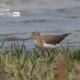 Common Sandpiper, by Tareq Uddin Ahmed Common Sandpiper, by Tareq Uddin Ahmed - Wildlife Photography, Photo of the Day, Photography Awards, Common Sandpiper, Nature Photography