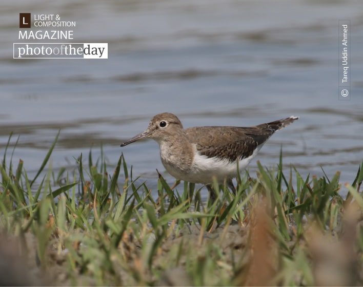 Common Sandpiper, by Tareq Uddin Ahmed Common Sandpiper, by Tareq Uddin Ahmed - Wildlife Photography, Photo of the Day, Photography Awards, Common Sandpiper, Nature Photography