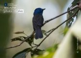 Wildlife Photography, Nature Photography, Photography Awards, Photo of the Day, Black-naped Monarch – The Black-naped Monarch, by Tareq Uddin Ahmed The Black-naped Monarch, by Tareq Uddin Ahmed - Wildlife Photography, Nature Photography, Photography Awards, Photo of the Day, Black-naped Monarch