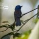 The Black-naped Monarch, by Tareq Uddin Ahmed The Black-naped Monarch, by Tareq Uddin Ahmed - Wildlife Photography, Nature Photography, Photography Awards, Photo of the Day, Black-naped Monarch