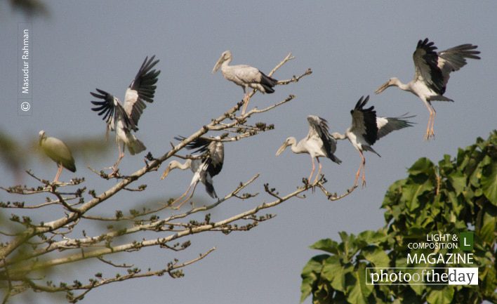 Asian Openbills, by Masudur Rahman Asian Openbills, by Masudur Rahman - Wildlife Photography, Bird Photography, Asian Openbills, Photo of the Day, Photography Awards