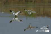 Pied Avocet, Wildlife Photography, Bird Photography, Photo of the Day, Photography Awards – Pied Avocet, by Saniar Rahman Rahul Pied Avocet, by Saniar Rahman Rahul - Pied Avocet, Wildlife Photography, Bird Photography, Photo of the Day, Photography Awards