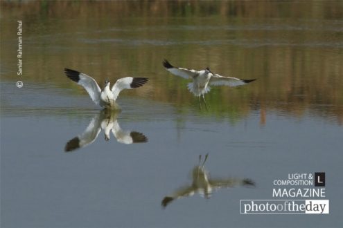 Pied Avocet, by Saniar Rahman Rahul - Pied Avocet, Wildlife Photography, Bird Photography, Photo of the Day, Photography Awards
