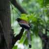 The Rufous Treepie, by Masudur Rahman - Wildlife Photography, Bird Photography, Photo of the Day, Photography Awards, Rufous Treepie