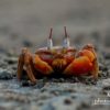 Photojournalism, Nature Photography, Close-up Photography, Award-Winning Photography, Documentary Photography – Red Crabs, by Shahnaz Parvin Red Crabs, by Shahnaz Parvin - Photojournalism, Nature Photography, Close-up Photography, Award-Winning Photography, Documentary Photography