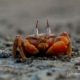 Red Crabs, by Shahnaz Parvin Red Crabs, by Shahnaz Parvin - Photojournalism, Nature Photography, Close-up Photography, Award-Winning Photography, Documentary Photography