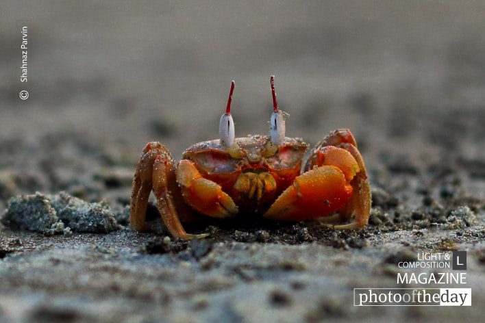 Red Crabs, by Shahnaz Parvin Red Crabs, by Shahnaz Parvin - Photojournalism, Nature Photography, Close-up Photography, Award-Winning Photography, Documentary Photography