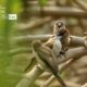 Indian Silverbills, by Saniar Rahman Rahul - Wildlife Photography, Indian Silverbills, Photo of the Day, Photography Awards, Nature Photography