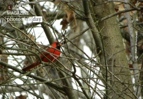 Male Cardinal, by Tisha Clinkenbeard - Wildlife Photography, Nature Photography, Photo of the Day, Photography Award, Bird Photography