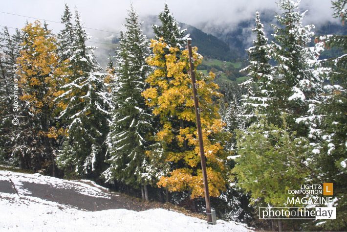 In between the White Snow, by Subramaniam K V In between the White Snow, by Subramaniam K V - Nature Photography, Photography Awards, Photo of the Day, Landscape Photography, Art Photography
