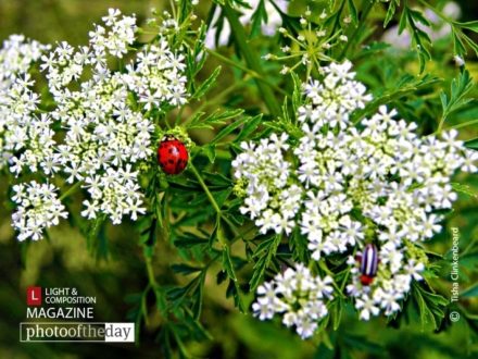 All in the Details, by Tisha Clinkenbeard - Nature Photography, Photography Awards, Photo of the Day,  Art Photography, Online Photography Courses