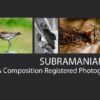 Subramaniam K V - Nature Photography, Wildlife Photography,  Photography Awards,  Photojournalism,  Light & Composition