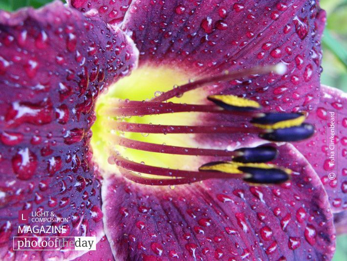 After the Shower, by Tisha Clinkenbeard After the Shower, by Tisha Clinkenbeard - Nature Photography, Close-up Photography, Photo of the Day, Photography Awards, Art Photography