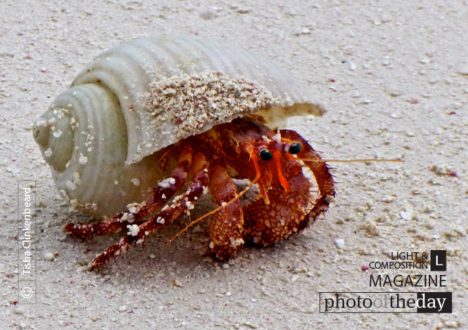 Crab in North Caicos by Tisha Clinkenbeard - Close-up Photography, Nature Photography, Photo of the Day, Photography Awards, Wildlife Photography