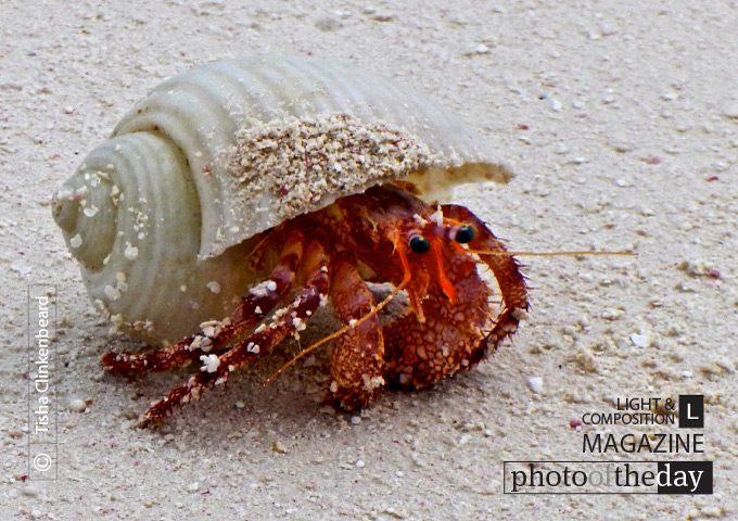 Crab in North Caicos by Tisha Clinkenbeard Crab in North Caicos by Tisha Clinkenbeard - Close-up Photography, Nature Photography, Photo of the Day, Photography Awards, Wildlife Photography