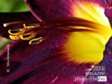 Dark Lily, by Tisha Clinkenbeard - Close-up Photography, Photography Award, Photo of the Day, Nature Photography, Macro Photography
