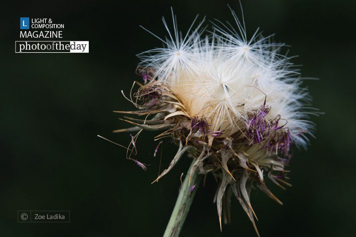 Lonely Thistle, by Zoe Ladika Lonely Thistle, by Zoe Ladika - Photo of the Day, Close-up Photography, Photojournalism, Art Photography, Photography Awards