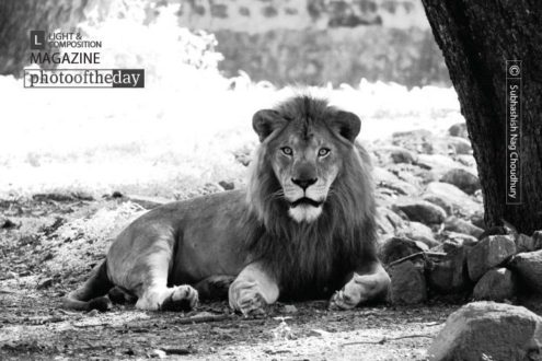 Alone, by Subhashish Nag Choudhury - Wildlife Photography, Photo of the Day, Art Photography, Photography Awards, Online Photography Courses