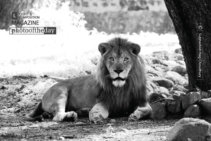 Alone, by Subhashish Nag Choudhury Alone, by Subhashish Nag Choudhury - Wildlife Photography, Photo of the Day, Art Photography, Photography Awards, Online Photography Courses