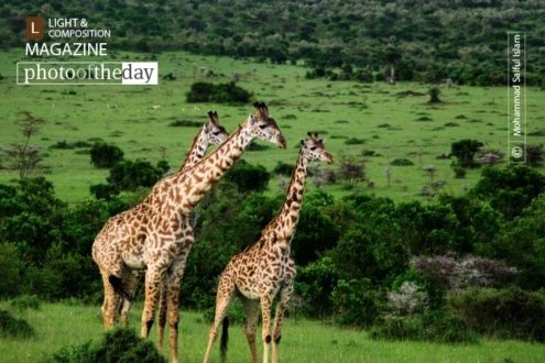 Beauties of Maasai Mara, by Mohammad Saiful Islam - Wildlife Photography, Maasai Mara, Photo of the Day, Photography Awards, Nature Photography