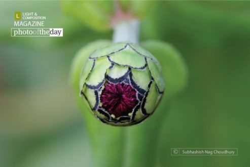 The Source of Life, by Subhashish Nag Choudhury - Close-Up Photography, Art Photography, Photography Awards, Photo of the Day, Online Photography Courses