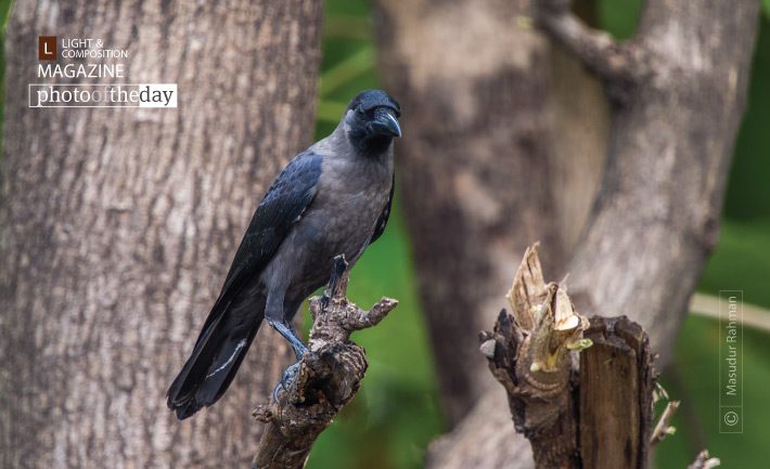 The House Crow, by Masudur Rahman - Wildlife Photography, Photography Award, Photo of the Day, House Crow, Nature Photography