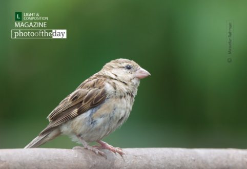 The House Sparrow, by Masudur Rahman - Wildlife Photography, Bird Photography, House Sparrow, Photo of the Day, Photography Awards