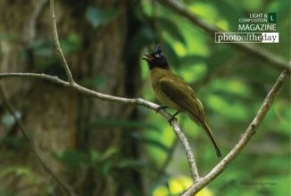 The Black Creasted Bulbul by Masudur Rahman