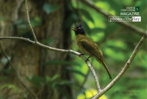 The Black Creasted Bulbul, by Masudur Rahman - Wildlife Photography, Bird Photography, Nature Photography, Photo of the Day, Black Creasted Bulbul