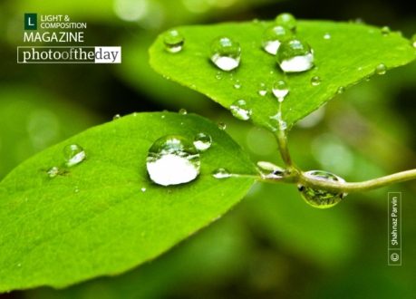 Green and Raindrops, by Tisha Clinkenbeard - Close-up Photography, Nature Photography, Raindrops, Photo of the Day, Photography Awards