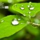 Green and Raindrops, by Tisha Clinkenbeard - Close-up Photography, Nature Photography, Raindrops, Photo of the Day, Photography Awards
