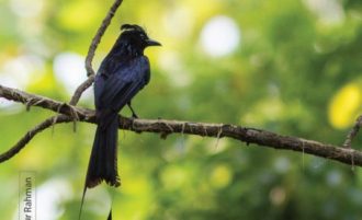 The Greater Racket-tailed Drongo by Masudur Rahman