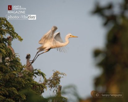 The Giant Leap, by Sanjoy Sengupta - Wildlife Photography, Photo of the Day, Photography Awards, Online Photography Courses, Art Photography