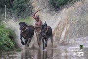 Kambala at Pallakad, by Achintya Guchhait - Kambala, Photojournalism, Motion Photography, Cattle Race, Photography Award