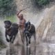 Kambala at Pallakad, by Achintya Guchhait - Kambala, Photojournalism, Motion Photography, Cattle Race, Photography Award