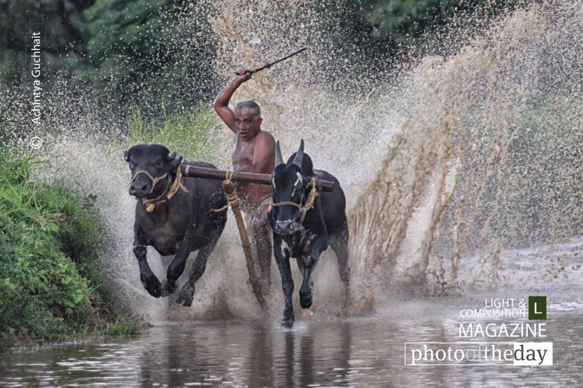Kambala at Pallakad, by Achintya Guchhait Kambala at Pallakad, by Achintya Guchhait - Kambala, Photojournalism, Motion Photography, Cattle Race, Photography Award