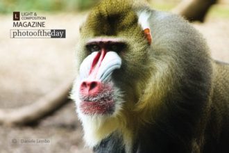 Baboon by Daniele Lembo