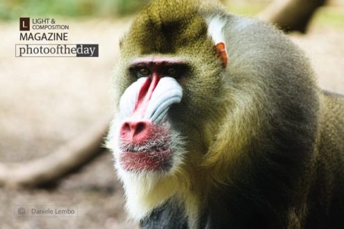 Baboon, by Daniele Lembo - Wildlife Photography, Baboon, Photo of the Day, Photography Awards, Daniele Lembo